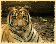 Chitwan