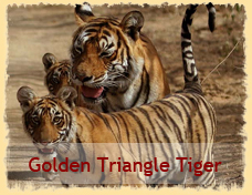 Golden Triangle With Tiger