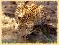 Yala National Park